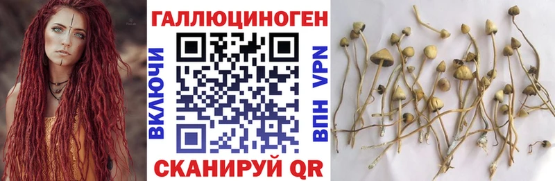 продажа наркотиков  Первомайск  Галлюциногенные грибы Psilocybe 